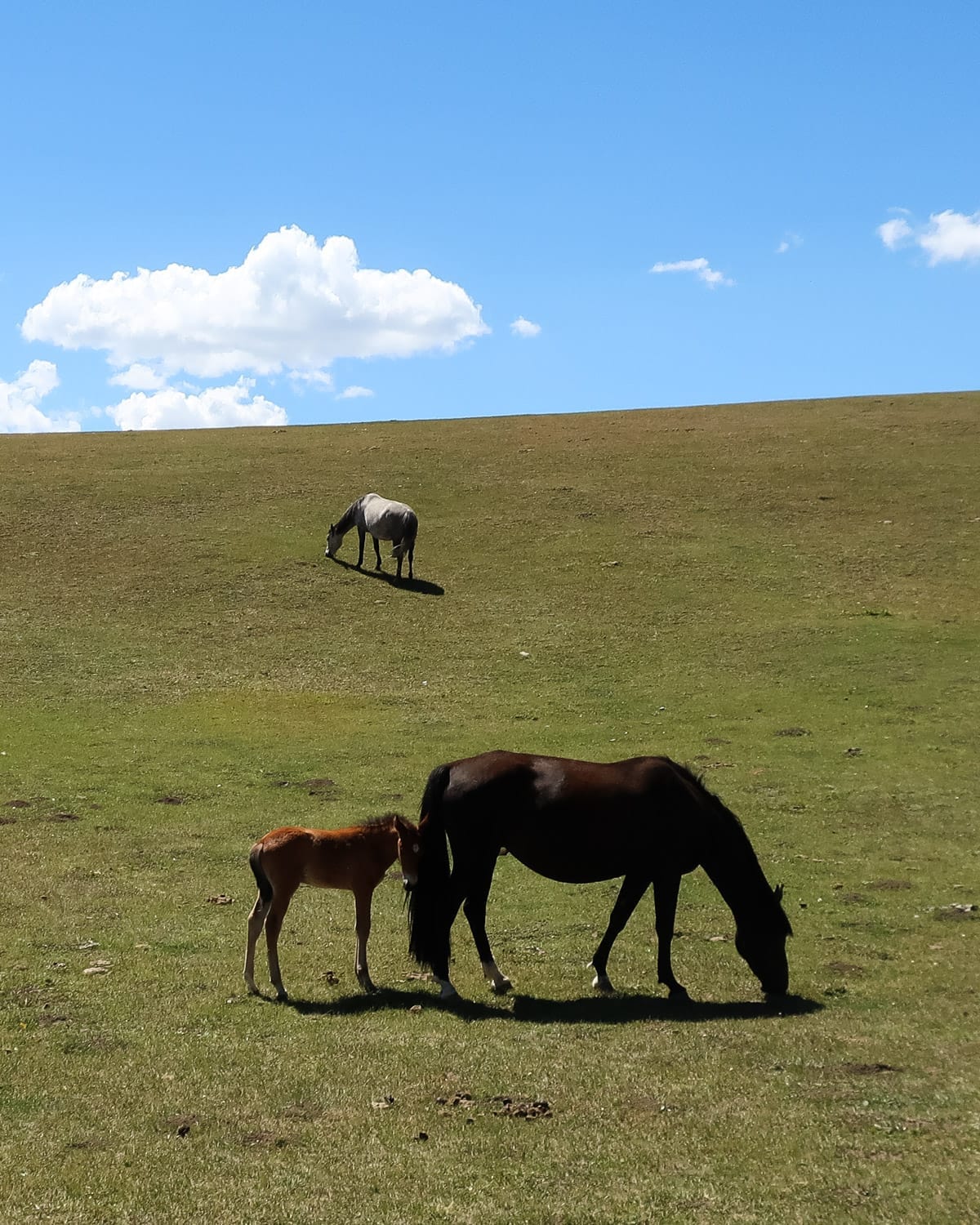 A bay horse with a foal and a grey horse grazing on a vast, open grassland under a bright blue sky.