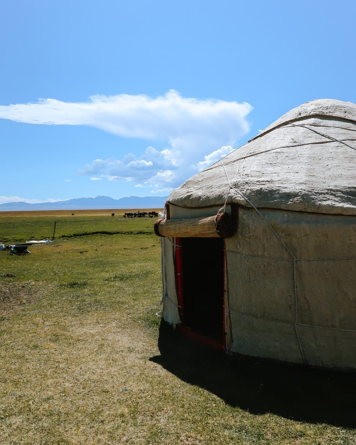 A close-up of a white yurt with an open doorway, set in an expansive grassland with distant herds of livestock.