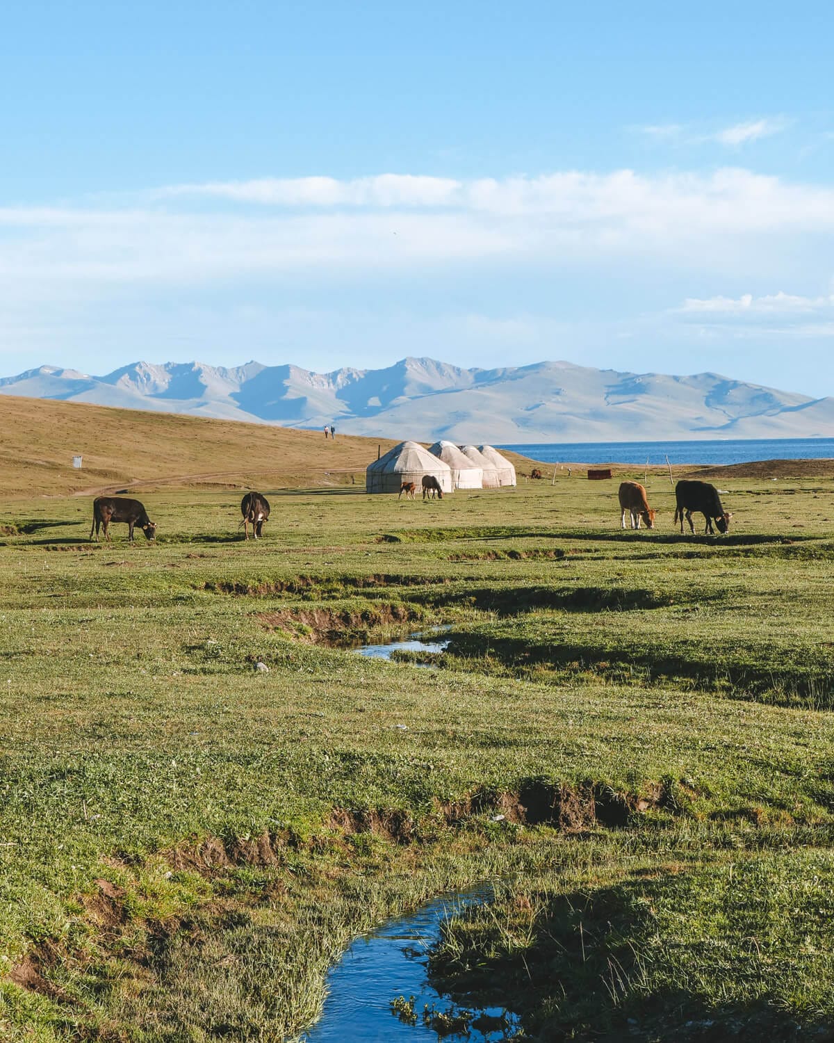 A small stream flowing through a green pasture with cows grazing near nomadic yurts, with Song Kol Lake and mountains in the background.