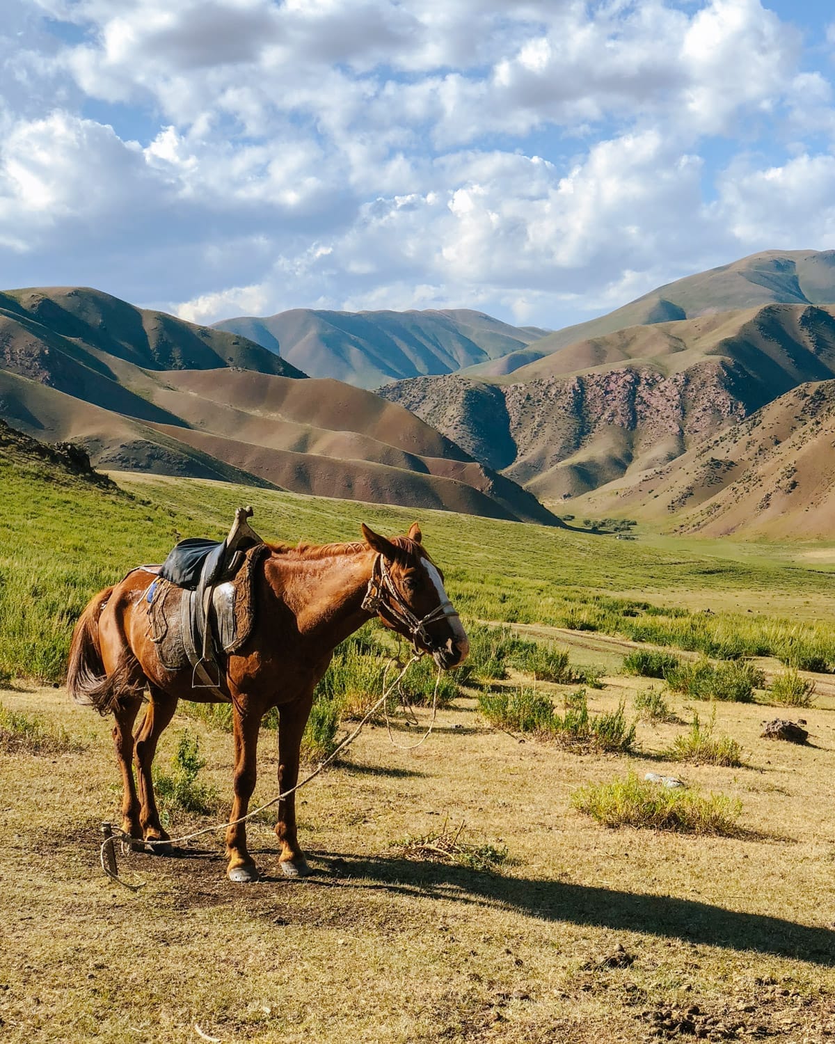 Saddled horse standing in a grassy field in Kyrgyzstan’s mountains, surrounded by rolling mountains.