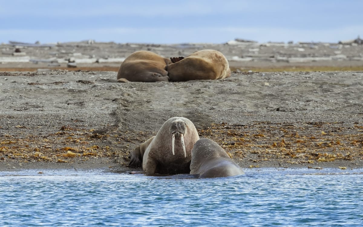 5 Day Svalbard Itinerary with Unique Experiences