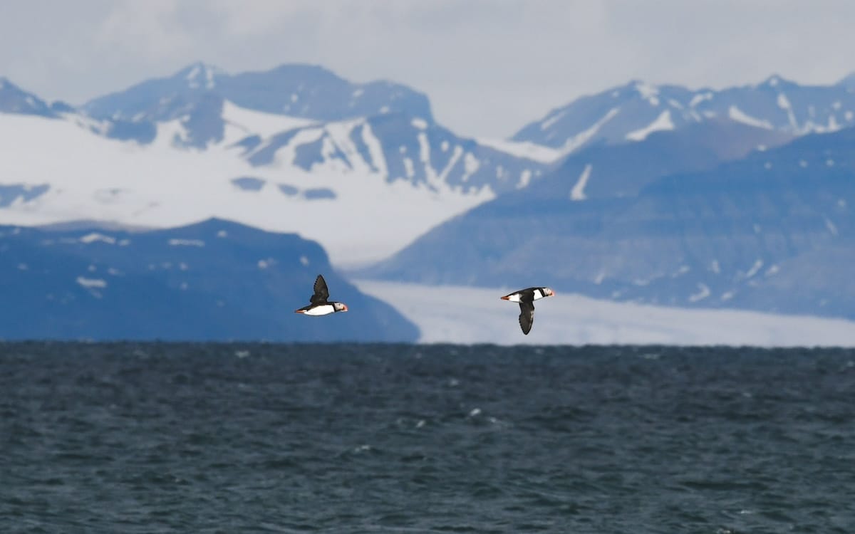 16 Unique Things to Do in Svalbard in Summer